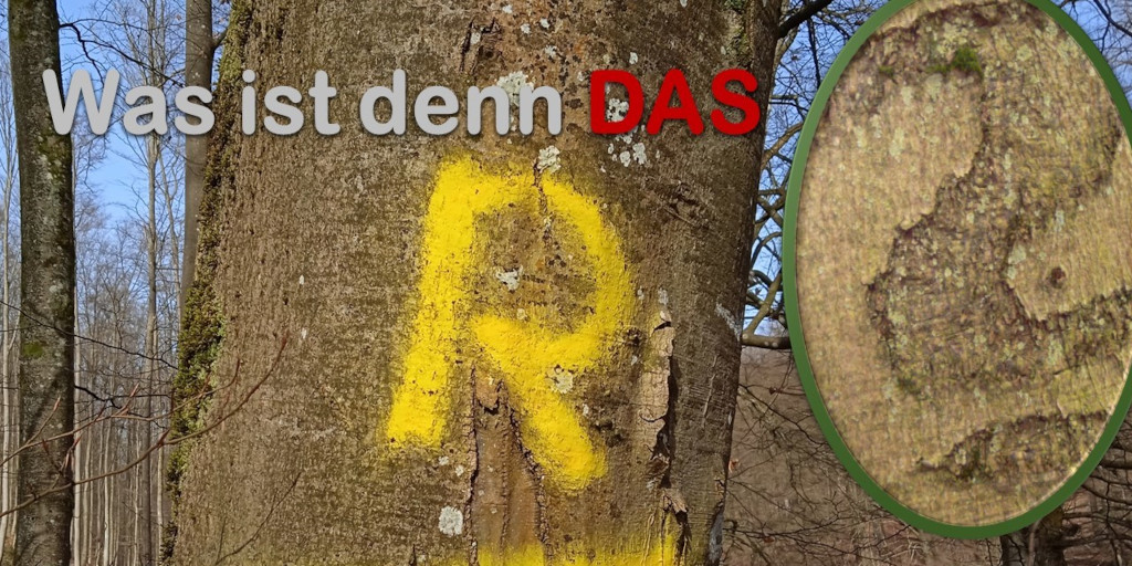 Rückezeichen im Wald