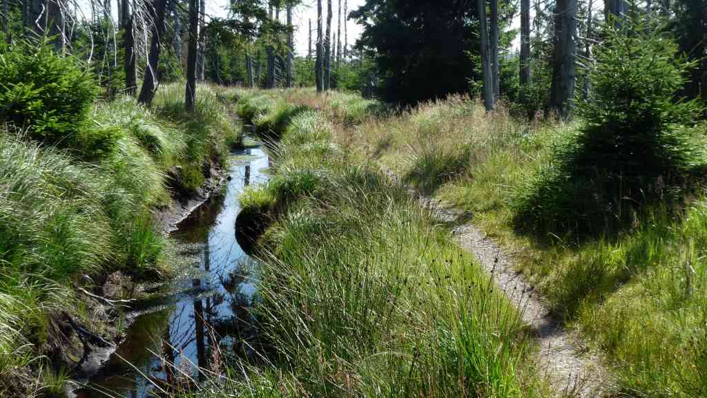 Wandern im Harz auf schmale Pfaden