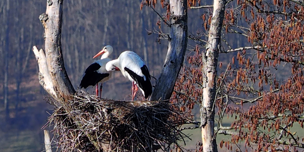 Storchennest am Glauberg