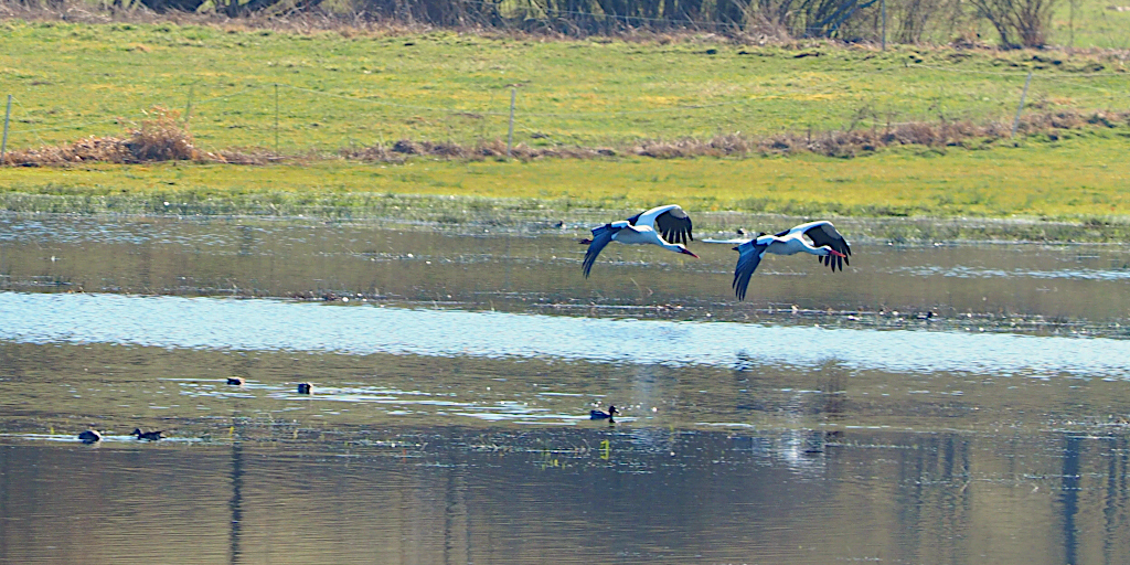 Vogelbeobachtung Störche