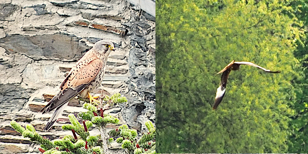 Vogelbeobachtung: Turmfalke und Rotmilan sind wachsam ...