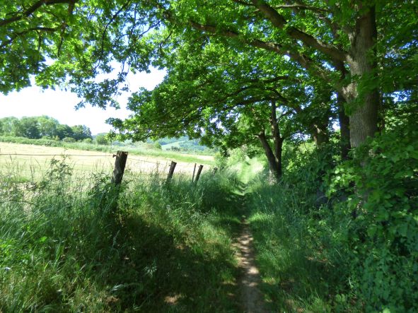 Typischer Wanderweg im Weserbergland